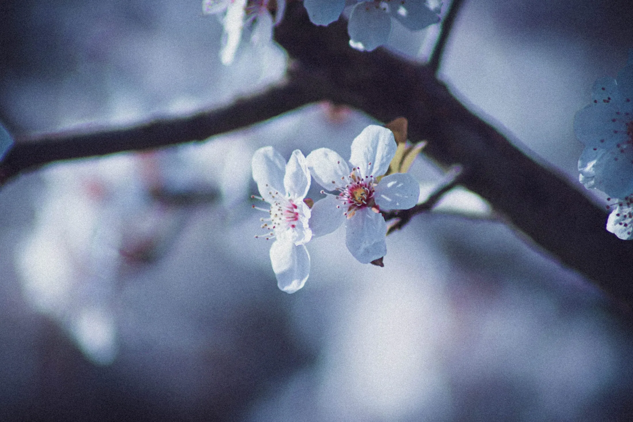 Spring blossom on a branch in soft light