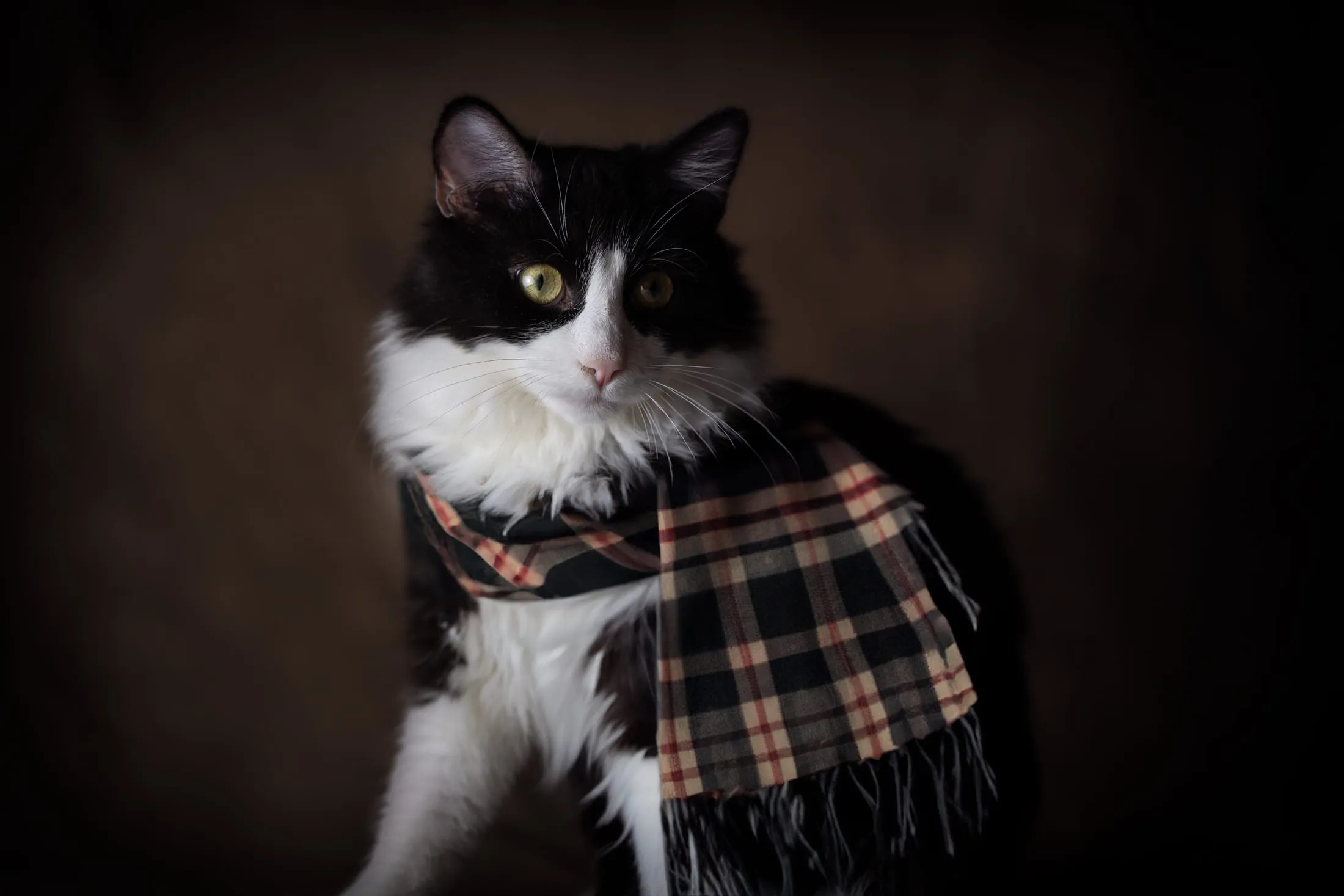 Fine-art pet portrait in low light