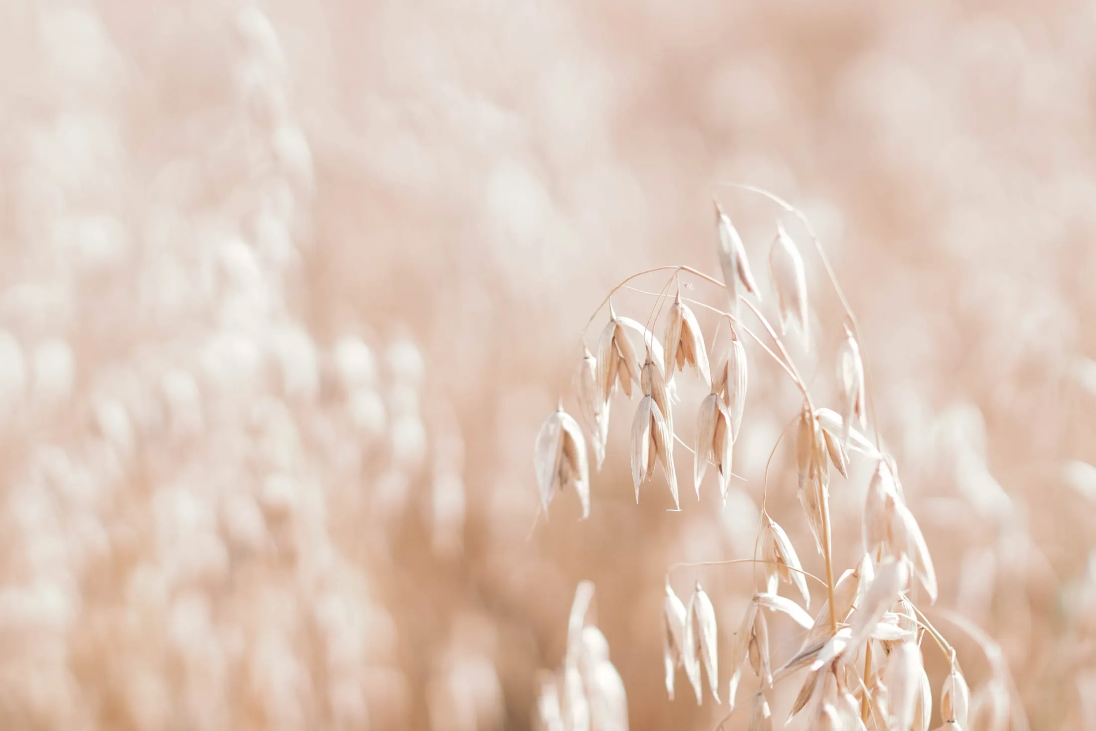 Golden grasses backlit in a meadow