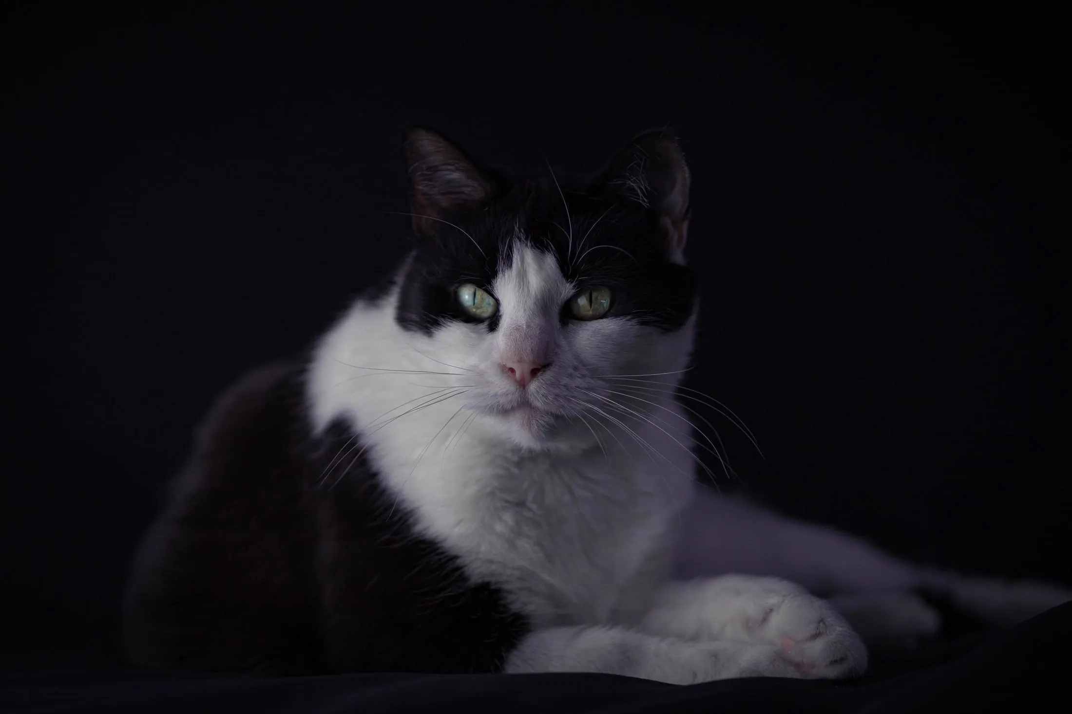 Black-and-white cat in low, dramatic light