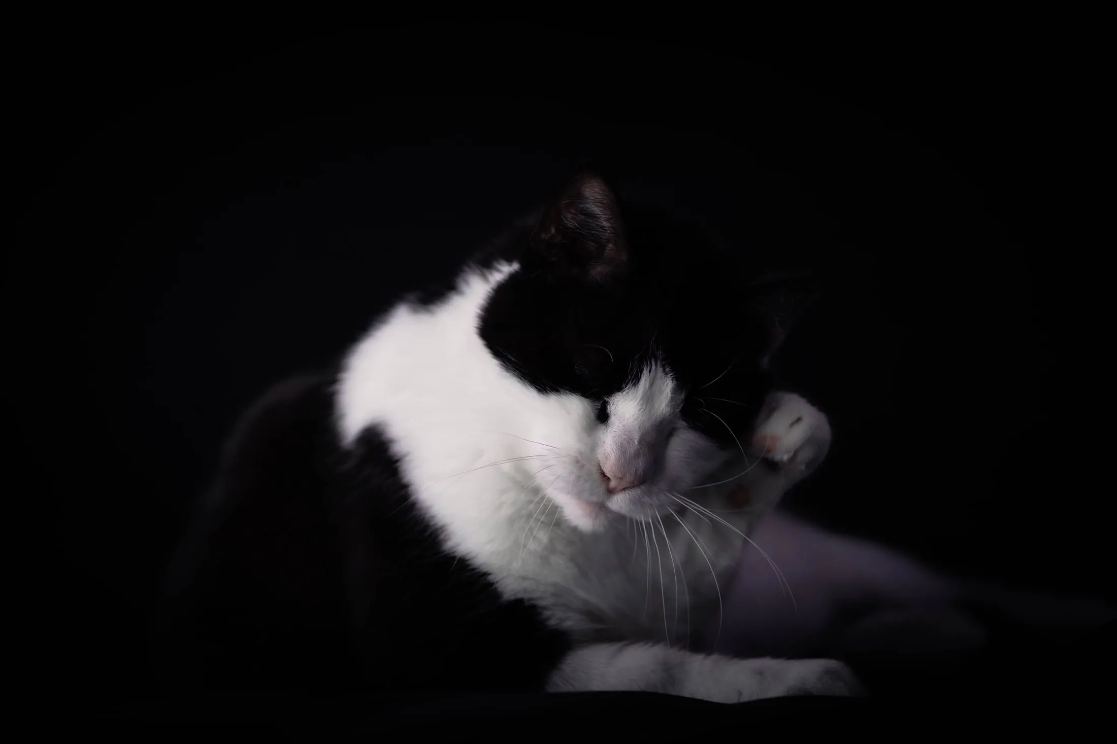 Black-and-white cat grooming against a dark backdrop
