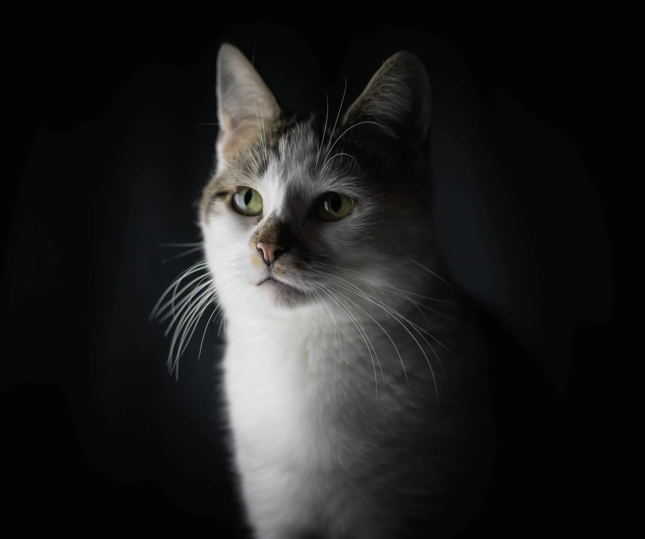 A tabby-and-white cat in low, dramatic light
