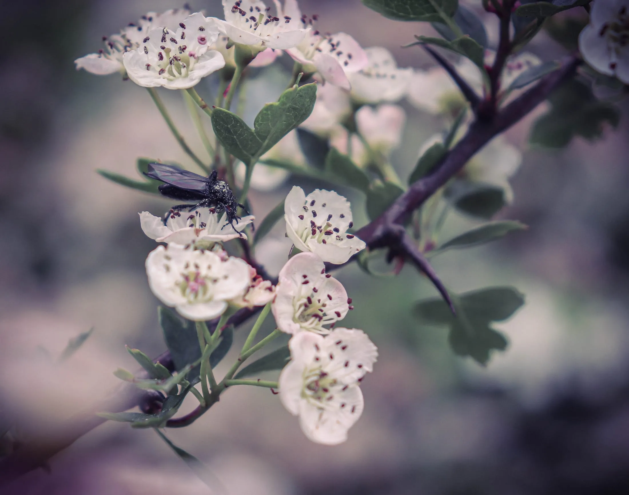White wildflowers in soft light