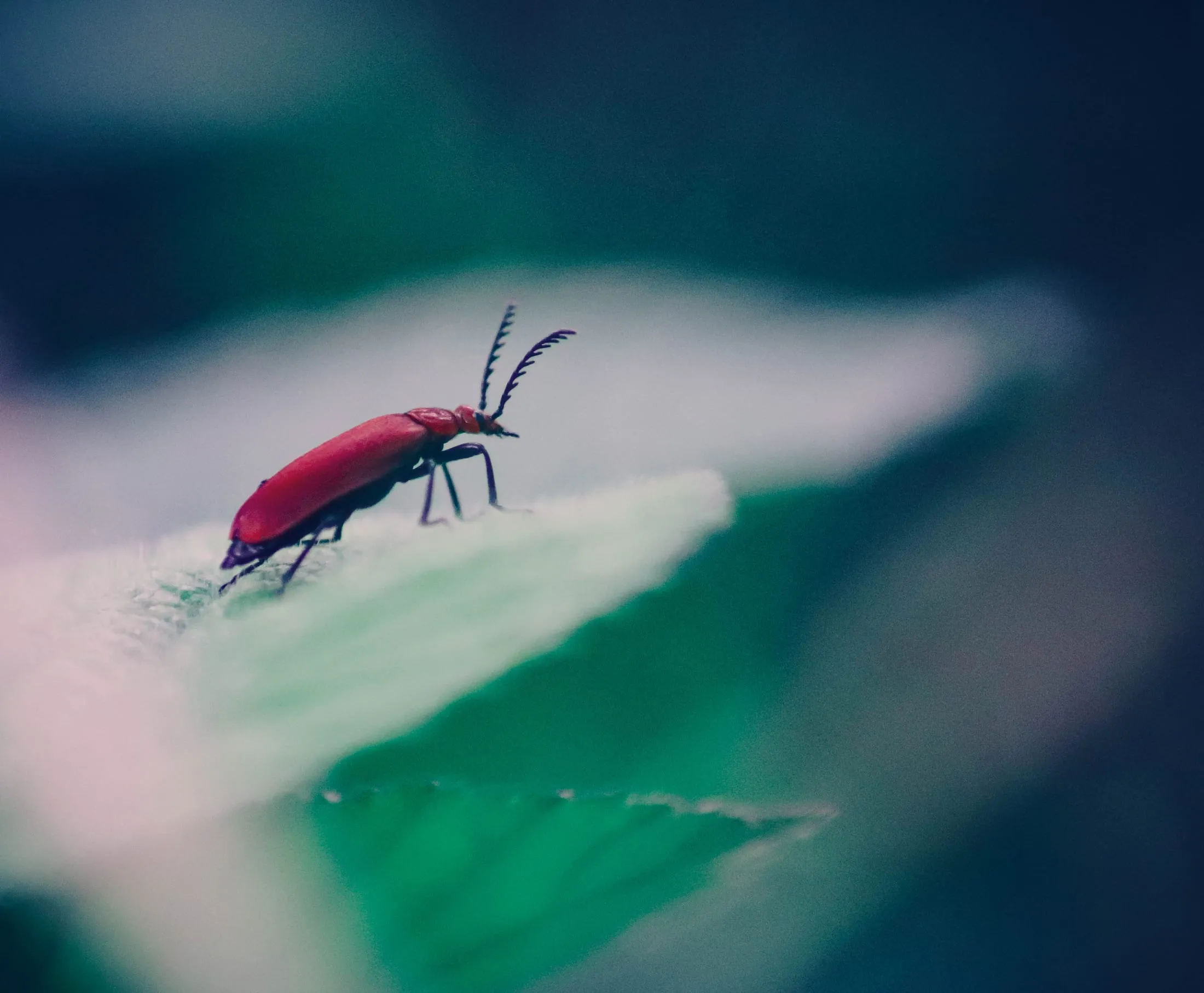 A red beetle on a leaf