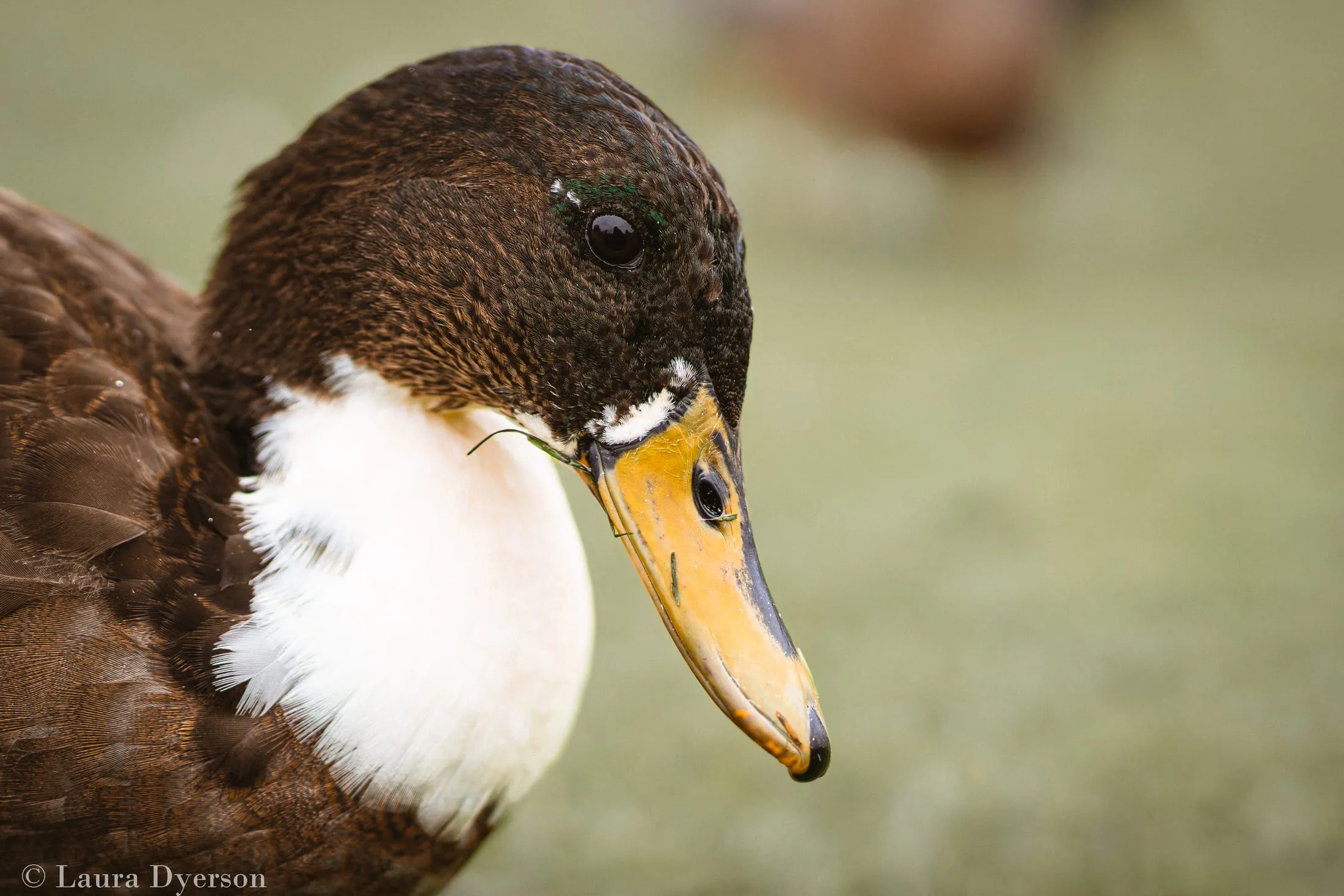 Close portrait of a duck