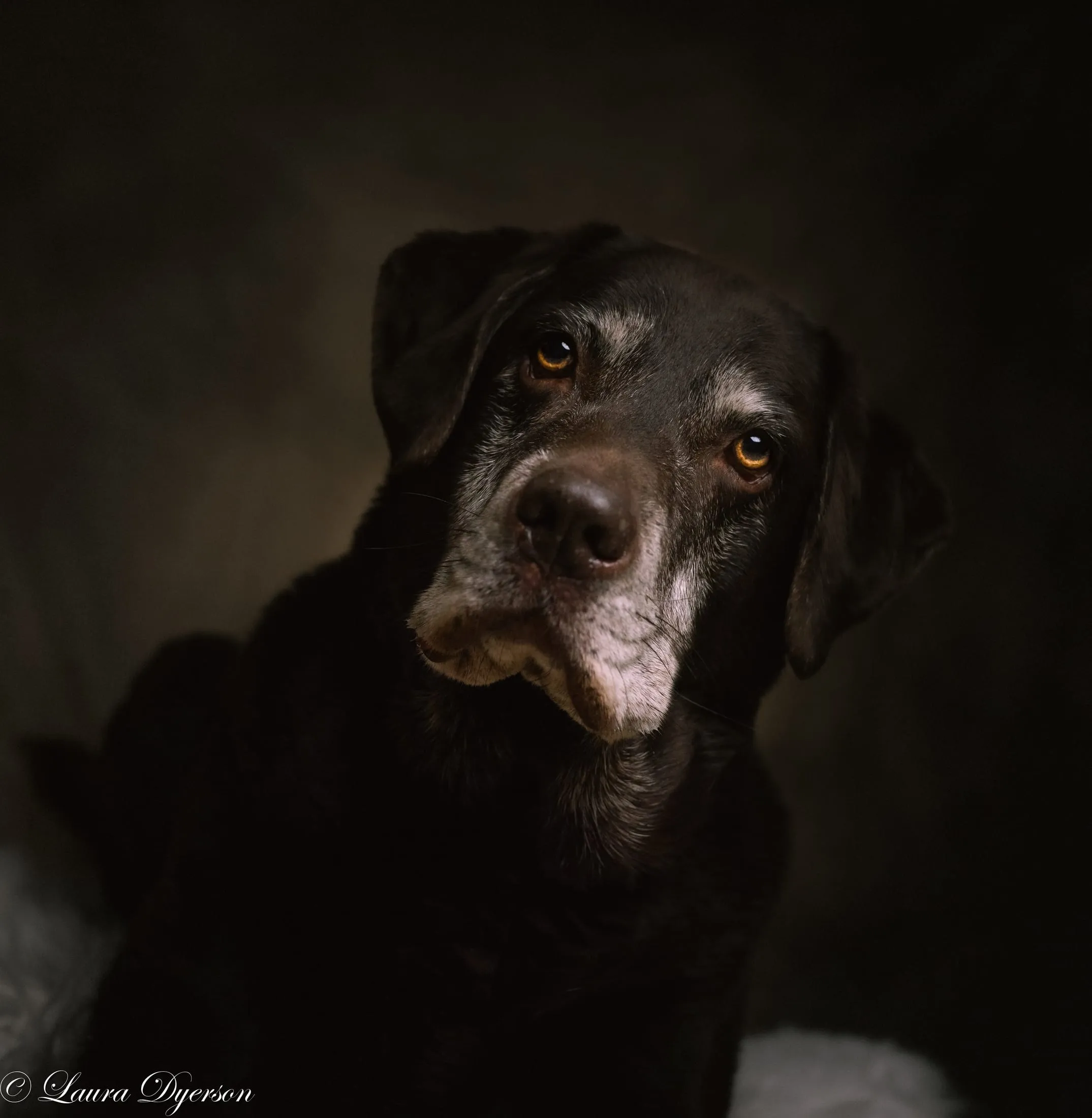 Pet Portraits photography by The Quiet Portrait